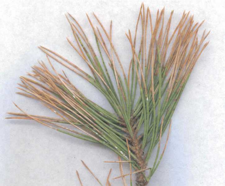 Pine needle scale